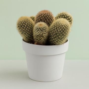 Mammillaria plicayensis 12cm Studio