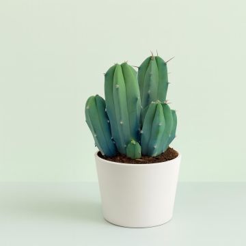 Myrtillocactus geometrizans 10 Studio Myrtillocactus geometrizans 10 Studio