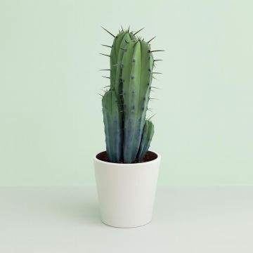 Myrtillocactus geometrizans groep 17cm Studio