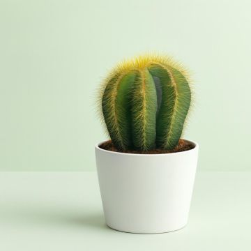 Notocactus magnificus 10 Studio