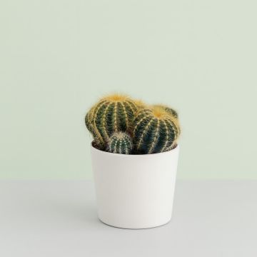 Notocactus magnificus 12cm Studio