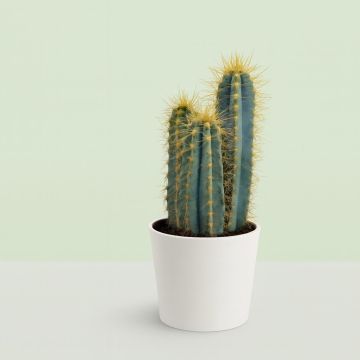 Pilosocereus azureus 10 Studio