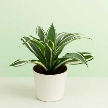 Dracaena White Jewel Studio