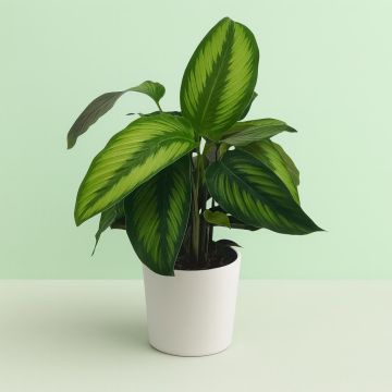 Calathea Beauty Star Studio