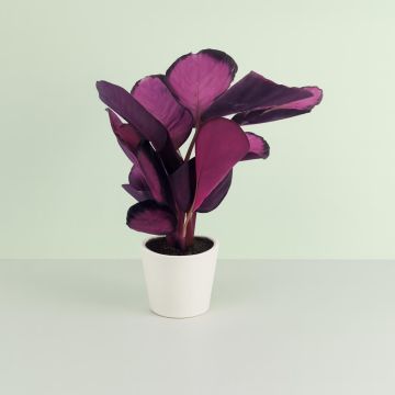 Calathea Crimson 14 cm pot Studio Calathea Crimson 14 cm pot Studio