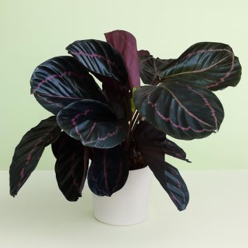 Calathea Dottie Studio Calathea Dottie Studio