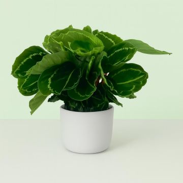 Calathea Green Lipstick Studio Studio