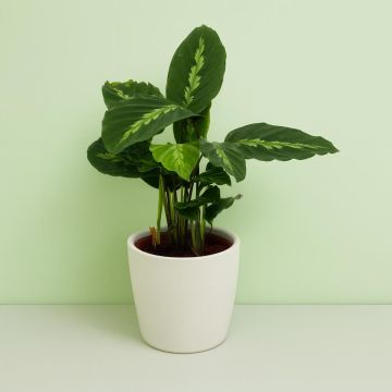 Calathea Maui queen V2 Studio