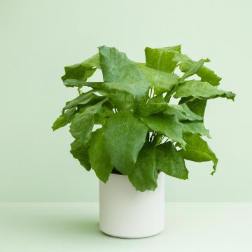 Calathea Network Studio