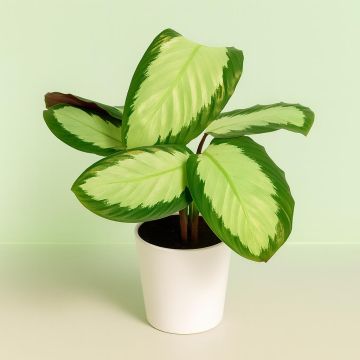 Calathea Tanja Studio