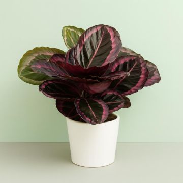 Calathea Surprise Star Studio
