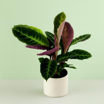 Calathea Warscewiczii Studio