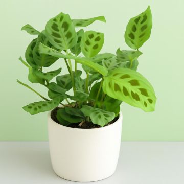 Maranta leuconeura Kerchoveana Studio Maranta leuconeura Kerchoveana Studio