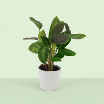 Calathea Waterfresh V2 Studio