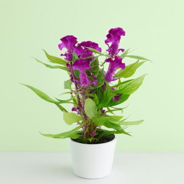 Celosia Purple Studio