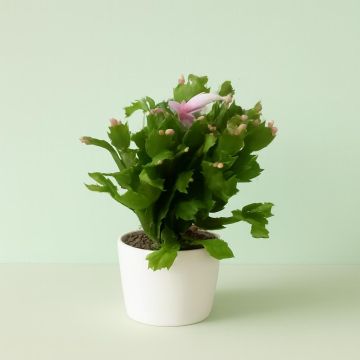 Schlumbergera White 14 cm pot Studio