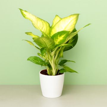 Dieffenbachia&#x20;Camilla&#x20;v2&#x20;Studio