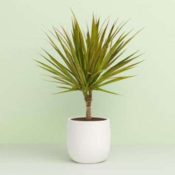 Dracaena Bicolour 11 cm Studio
