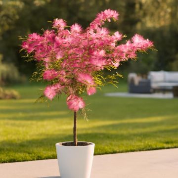 Calliandra stam JPEG.jpg Studio