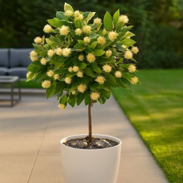 Cephalanthus stam Studio