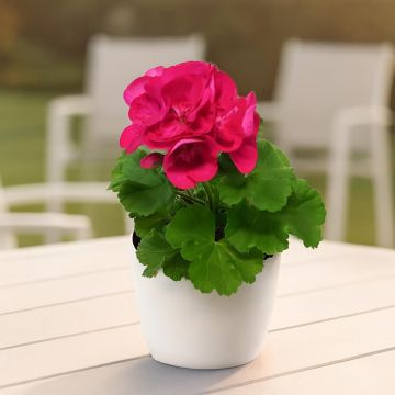 Pelargonium zonal purple.jpg Studio Pelargonium zonal purple.jpg Studio