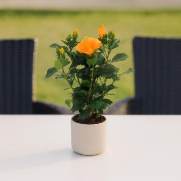 Hibiscus sinensis orange Studio Hibiscus sinensis orange Studio