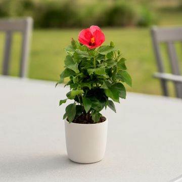 Hibiscus sinensis Pink Studio Hibiscus sinensis Pink Studio