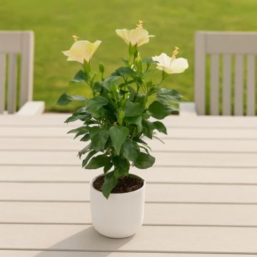 Hibiscus sinensis White Studio Hibiscus sinensis White Studio