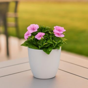 Petuni Pink Studio Petuni Pink Studio