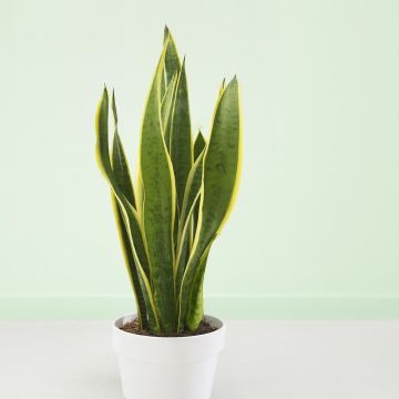 Sansevieria als Futura Superba Studio