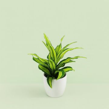 Dracaena fragrans Malaika Studio