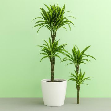 Dracaena Lemon Lime Studio