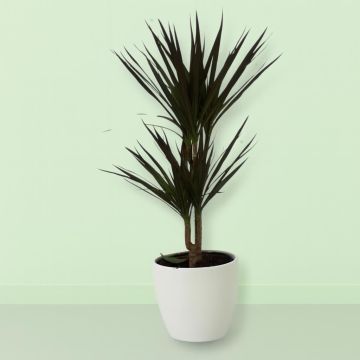 Dracaena Magenta Studio