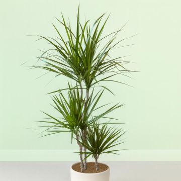 dracaena marginata v2 Studio