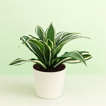Dracaena White Jewel Studio Studio