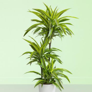 dracaena lemon lime v2 Studio