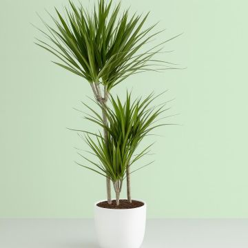 Dracaena marginata Studio