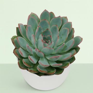 Echeveria 'Apus' 10.5 cm Studio