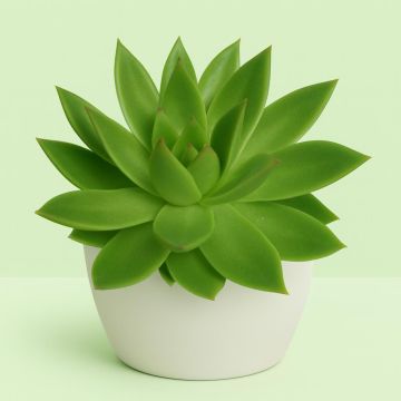 Echeveria agavoides Studio Echeveria agavoides Studio