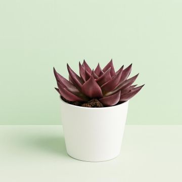 Echeveria Antaris 10 Studio