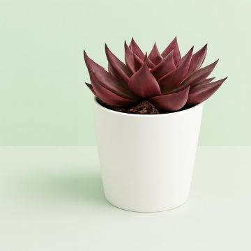 Echeveria Antaris 10 Studio Studio