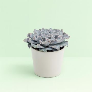 Echeveria crispy beauty 10 Studio