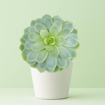 Echeveria Elegance Studio