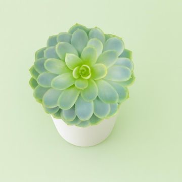 Echeveria Elegance Studio Studio