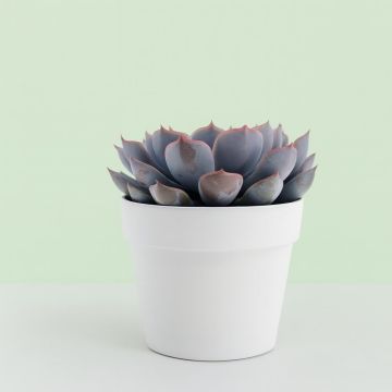 Echeveria Orion 10 Studio