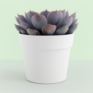 Echeveria Orion 10 Studio Studio