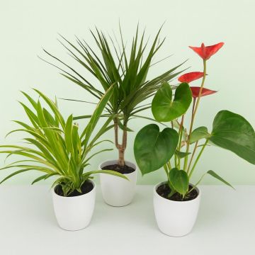 Clorophytum Ocean Dracaena Anthurium Studio Clorophytum Ocean Dracaena Anthurium Studio