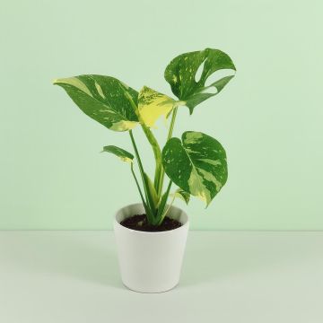 Monstera d.Thai Constellation Studio Monstera d.Thai Constellation Studio