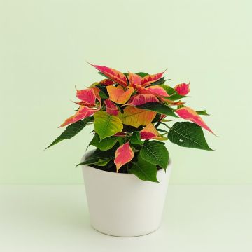 Euphorbia Bicoclor 10 cm pot Studio