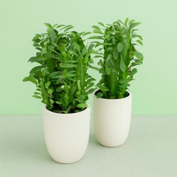 Euphorbia trigona Studio Euphorbia trigona Studio